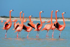 flamingos in holbox